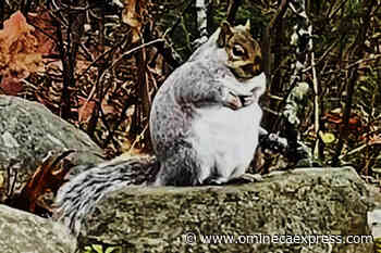 Acorn-ucopia of food fattens squirrels - Vanderhoof Omineca Express