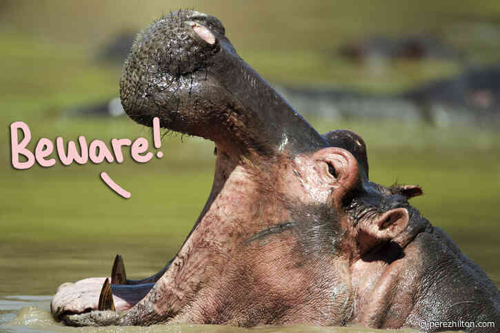 Woman Leaves One-Star Tripadvisor Review After Hippo 'Brutally' Rips Cousin’s Intestines Out!
