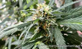 Rhode Island Marijuana Legalization Bill Will Be Ready In Early 2022, Top Lawmaker Says - Marijuana Moment