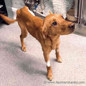 Pooch has life-saving amputation after days in snare - Farnham Herald