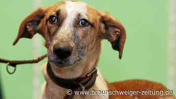Peiner Fundtier: Podenco-Mix Theo sucht ein neues Zuhause