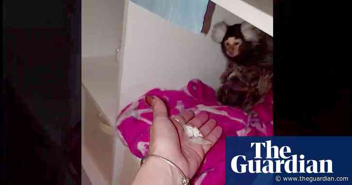 Woman admits abusing pet marmoset she offered cocaine and flushed toilet on