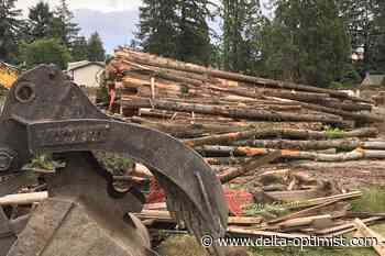 New tree protection bylaw coming to Delta - Delta-Optimist