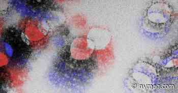 ‘King of the Virus Hill’ - New York Magazine