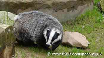 Petition to save badgers from flats development gains nationwide support