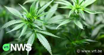 Cannabisplantage in Geel opgerold dankzij alerte buurtbewoner - VRT NWS
