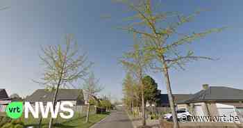 Aalter kapt bomen omdat de vruchten te veel... stinken - VRT NWS