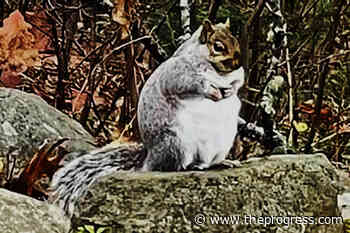 Acorn-ucopia of food fattens squirrels – Chilliwack Progress - Chilliwack Progress