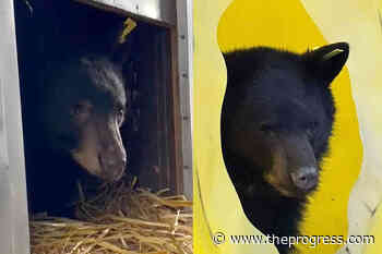 Orphaned bear cubs at Langley shelter to be named by public – Chilliwack Progress - Chilliwack Progress
