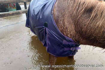 BC STORM: Chilliwack horse owners scramble to move animals as rain water floods paddocks – Agassiz Harrison Observer - Agassiz Harrison Observer