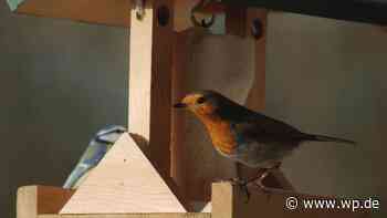 Siegen: Beifuß-Ambrosie – Gefahr für Allergiker im Garten - Westfalenpost