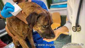 Auch Hund und Katze können Blutspender sein