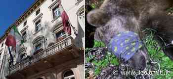 Orsi, l'Ispra: ''Il rilascio di M57 può comportare rischi di sicurezza per l'uomo'' - il Dolomiti