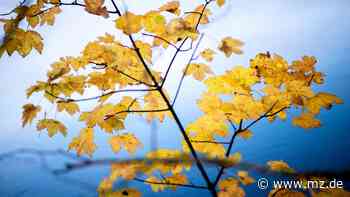Ein Tag rettet die Wasser-Bilanz im Kreis Wittenberg - Mitteldeutsche Zeitung