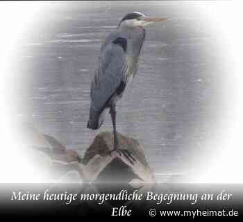 Meine heutige morgendliche Begegnung an der Elbe - Lutherstadt Wittenberg - myheimat.de