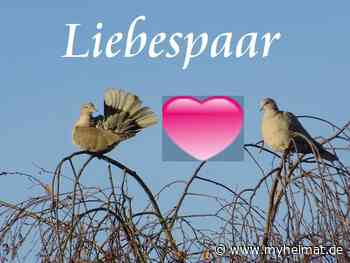 Auch Tiere lieben sich ! - Lutherstadt Wittenberg - myheimat.de
