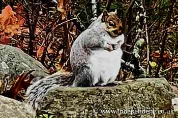 'Bah-boom, bah-boom': Acorn-ucopia of food fattens squirrels - The Independent