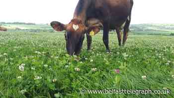 Research suggests £5m boost for sustainable festive food - Belfast Telegraph
