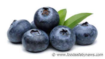 Researchers use survey to evaluate food safety challenges of blueberry harvesting - Food Safety News