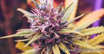 Tilray Accused Of Breaching License Agreement With IntelGenx Over Medical Cannabis Oral Strips - Benzinga - Benzinga