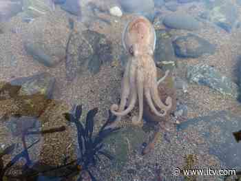 Octopus washed up into shallow Cornwall stream by Storm Barra - ITV News