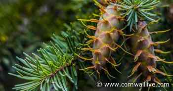 Warning after tree disease detected in Cornwall and Devon - Cornwall Live