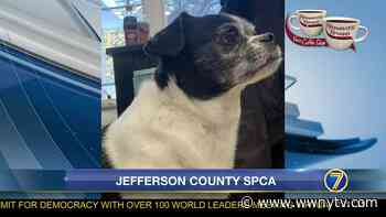 SPCA: sweet, quiet-loving Oliver - Watertown - WWNY