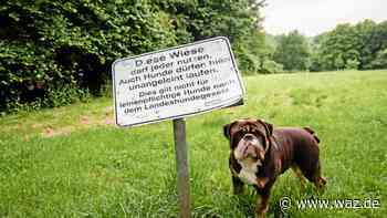 Lange gefordert: Stadt Essen plant eingezäunte Hundewiesen - WAZ News