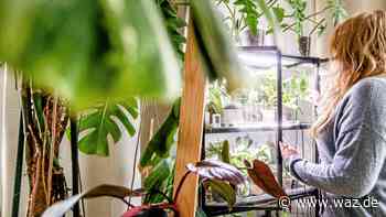 So wohnt Essen: Ein „Urban Jungle“ in Rüttenscheid - WAZ News