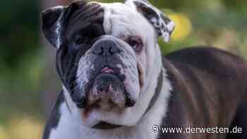 Tierheim Essen: Vierbeiner sucht Zuhause – doch es gibt ein ernstes Problem - Der Westen