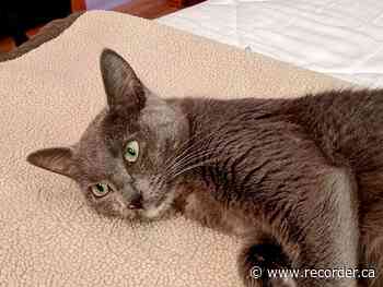 Fundraiser a success for Smiths Falls cat rescue - Brockville Recorder and Times