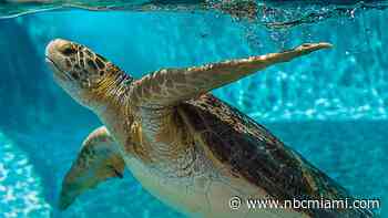20 Endangered Sea Turtles Flown to Florida to Avoid Freezing