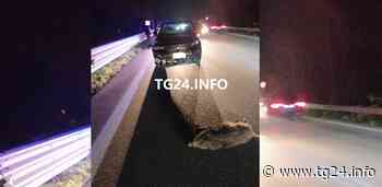 ULTIM'ORA Sora – Incidente in superstrada, due cinghiali morti e tre mezzi coinvolti - TG24.info