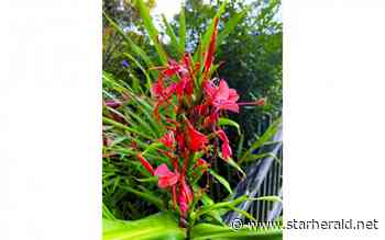 The Gestalt Gardener: Passalongs make for true heirloom gardens - Kosciusko Star Herald