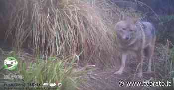 Il contest: diamo un nome allo sciacallo dorato - tvprato.it