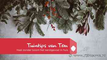 Tuintips van Tom: met deze planten haal je ook zonder boom de kerst in huis - RTL Nieuws