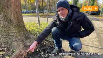 Streit um Bäume, Schlägereien um Parkplätze: Situation in Straße eskaliert - Augsburger Allgemeine