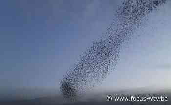 Spreeuwenballet te zien boven Lichtervelde - Focus en WTV