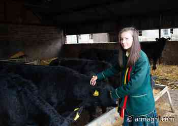 Co Armagh school students to rear mini-herd of Angus cross calves in year-long competition - Armagh i