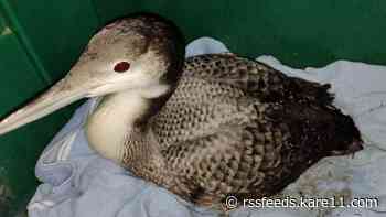 Cambridge family recounts 'heartwarming' loon rescue