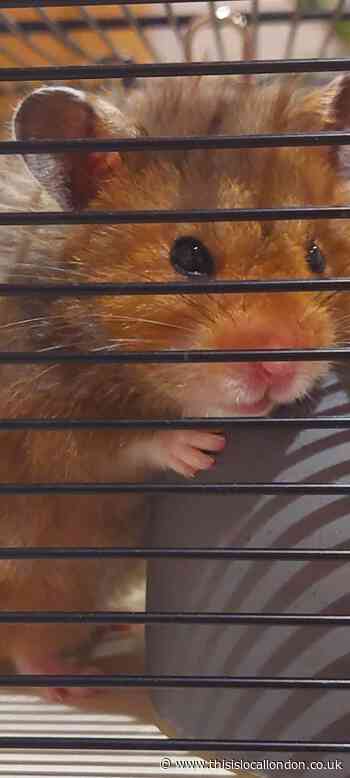 Pets are not just a Christmas present, they are for life - Olivia Long, Heathside School