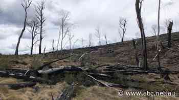 After four years of 'serious allegations', VicForests has been referred to the anti-corruption watchdog