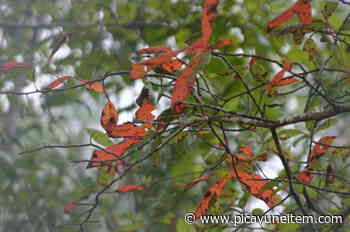 Winter reveals the beauty of multi-trunked trees in the forest landscape - Picayune Item - Picayune Item