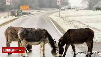 New Forest horse killed after being hit by car - BBC News
