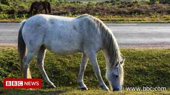 New Forest, Exmoor and Dartmoor pony warnings added to Highway Code - BBC News