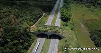 In Brazil, forest bridge offers hope for threatened golden monkey - Reuters