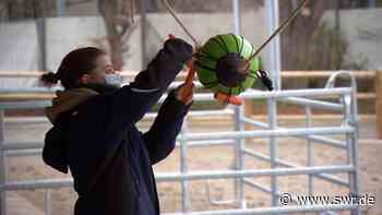 Zoo Heidelberg: Tiere bekommen Weihnachtsgeschenke - SWR