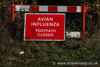 Northern Ireland experiencing 'largest ever' avian flu outbreak in UK - St Helens Star