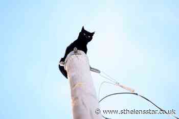 Panther the cat rescued after days on a telegraph pole - St Helens Star