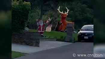 See this bear cub take on an inflatable reindeer